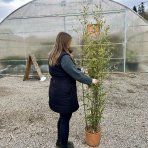 Bambus čierny (Phyllostachys nigra) - výška 150-175 cm, kont. C10L (-16°C)